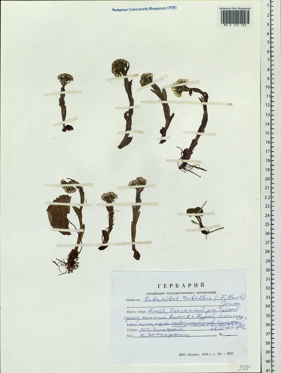 Petasites rubellus (J. F. Gmel.) J. Toman, Siberia, Altai & Sayany Mountains (S2) (Russia)