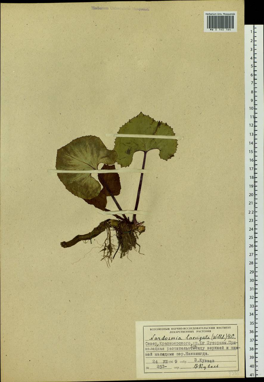 Petasites radiatus (J. F. Gmel.) J. Toman, Siberia, Central Siberia (S3) (Russia)