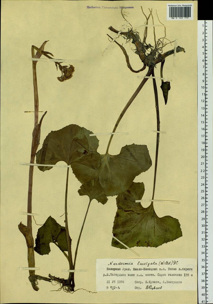 Petasites radiatus (J. F. Gmel.) J. Toman, Siberia, Western Siberia (S1) (Russia)