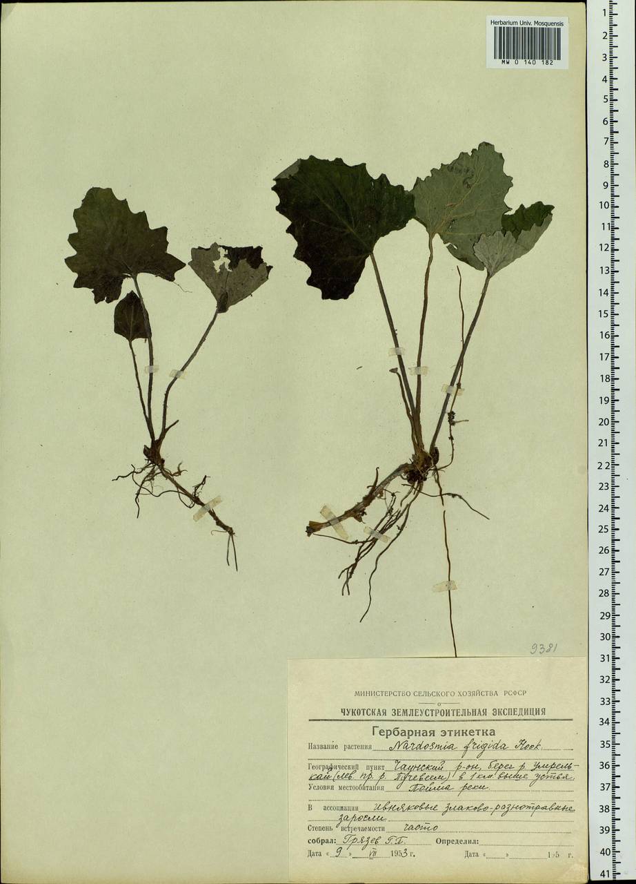 Petasites frigidus (L.) Fr., Siberia, Chukotka & Kamchatka (S7) (Russia)