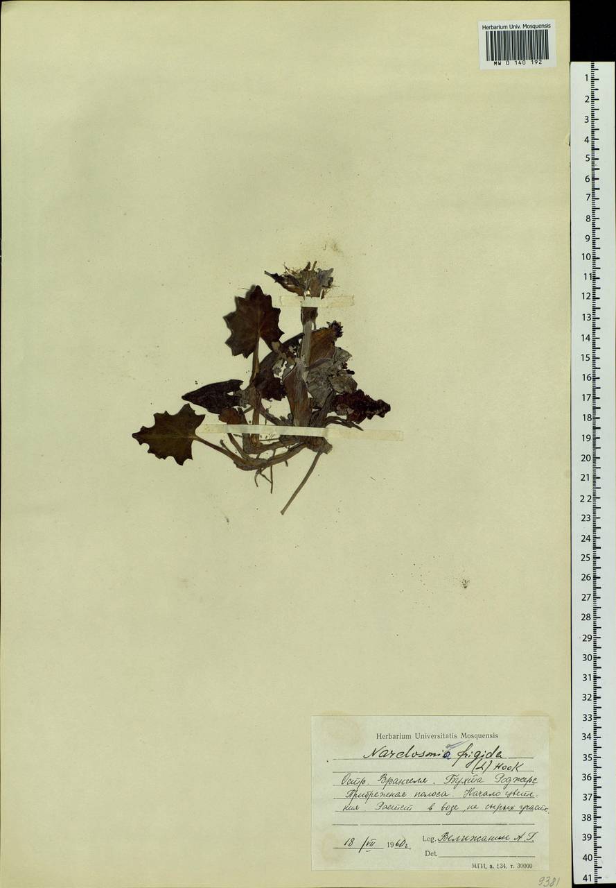 Petasites frigidus (L.) Fr., Siberia, Chukotka & Kamchatka (S7) (Russia)