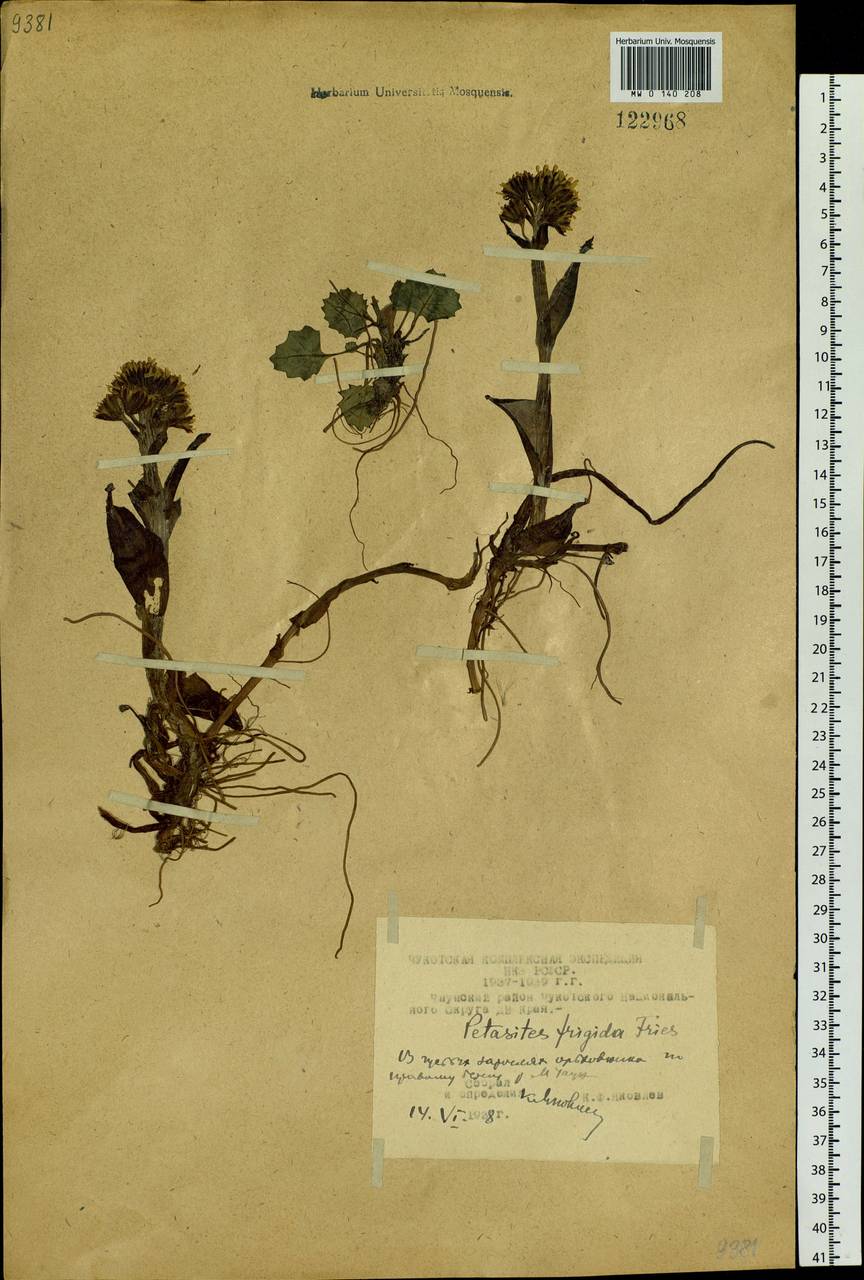 Petasites frigidus (L.) Fr., Siberia, Chukotka & Kamchatka (S7) (Russia)