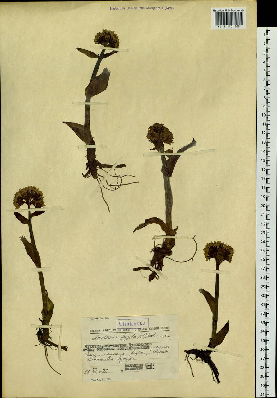 Petasites frigidus (L.) Fr., Siberia, Chukotka & Kamchatka (S7) (Russia)