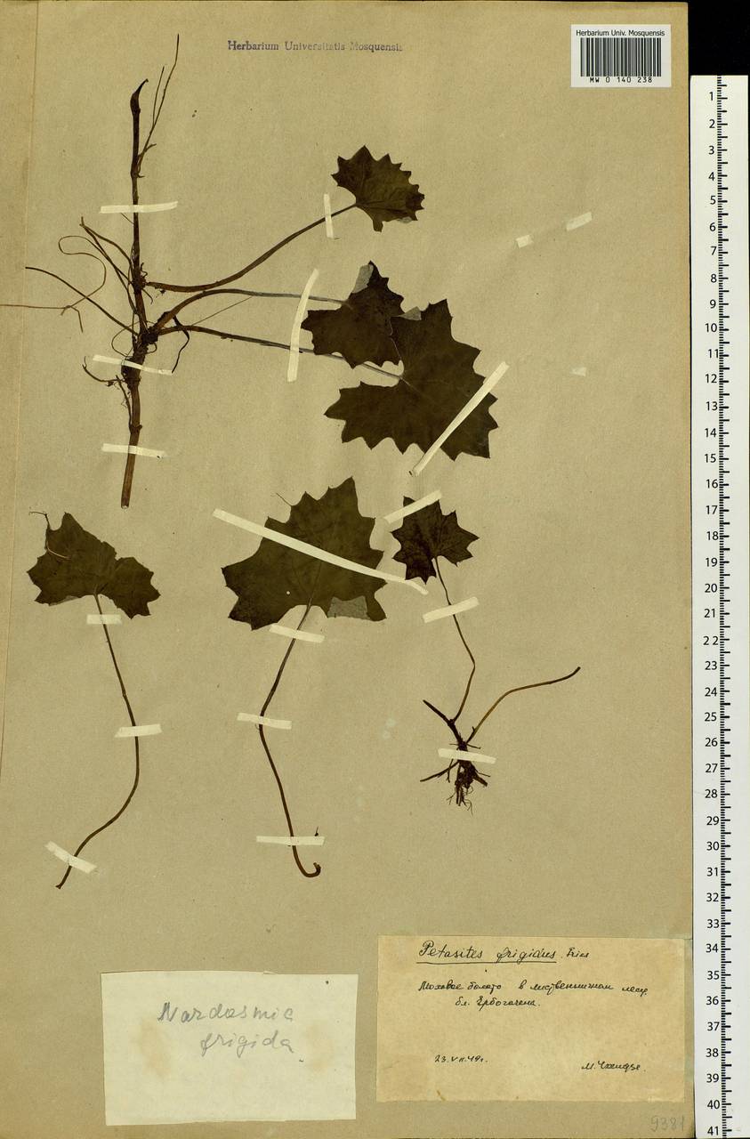 Petasites frigidus (L.) Fr., Siberia, Baikal & Transbaikal region (S4) (Russia)