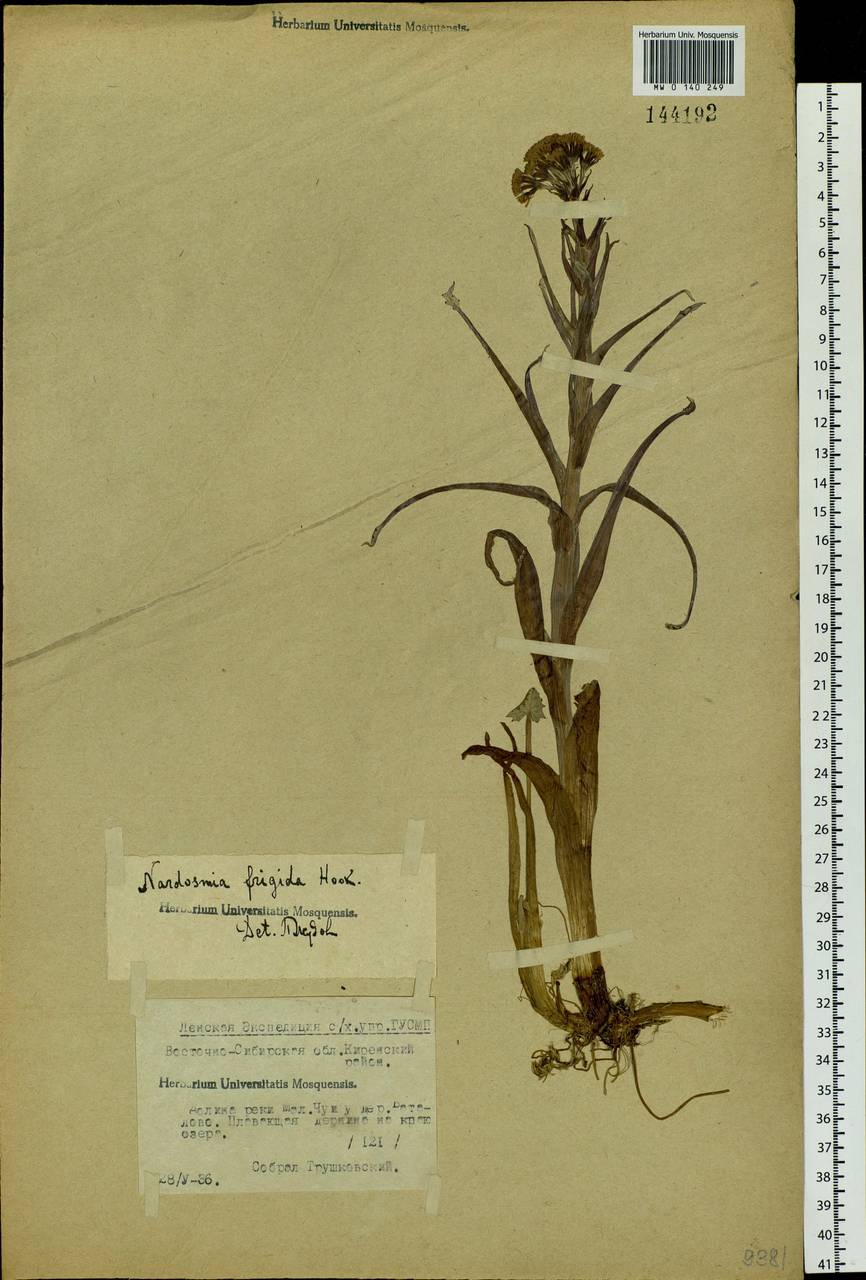 Petasites frigidus (L.) Fr., Siberia, Baikal & Transbaikal region (S4) (Russia)