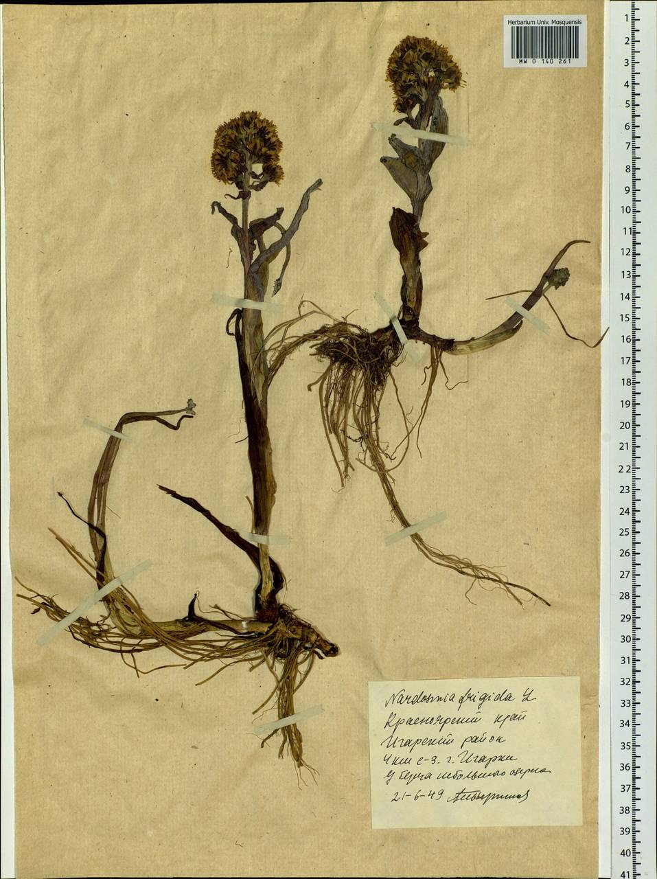Petasites frigidus (L.) Fr., Siberia, Central Siberia (S3) (Russia)