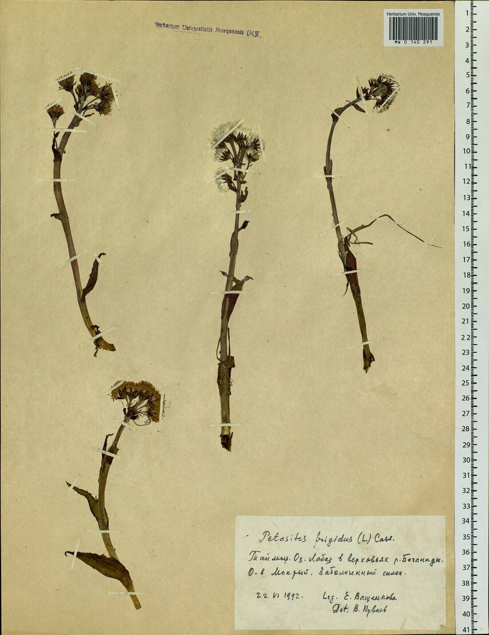 Petasites frigidus (L.) Fr., Siberia, Central Siberia (S3) (Russia)