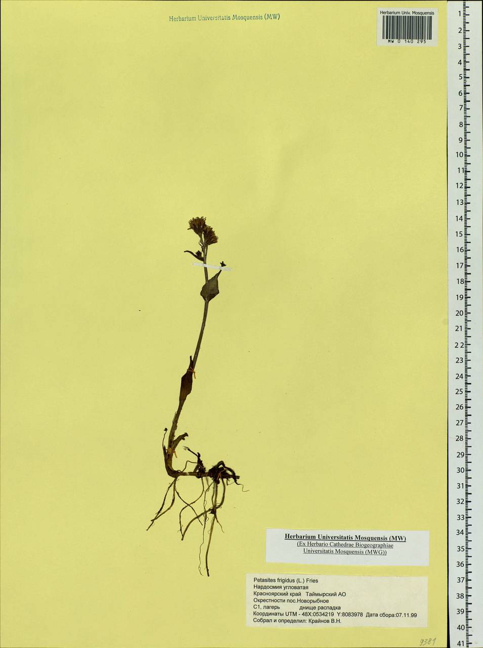 Petasites frigidus (L.) Fr., Siberia, Central Siberia (S3) (Russia)