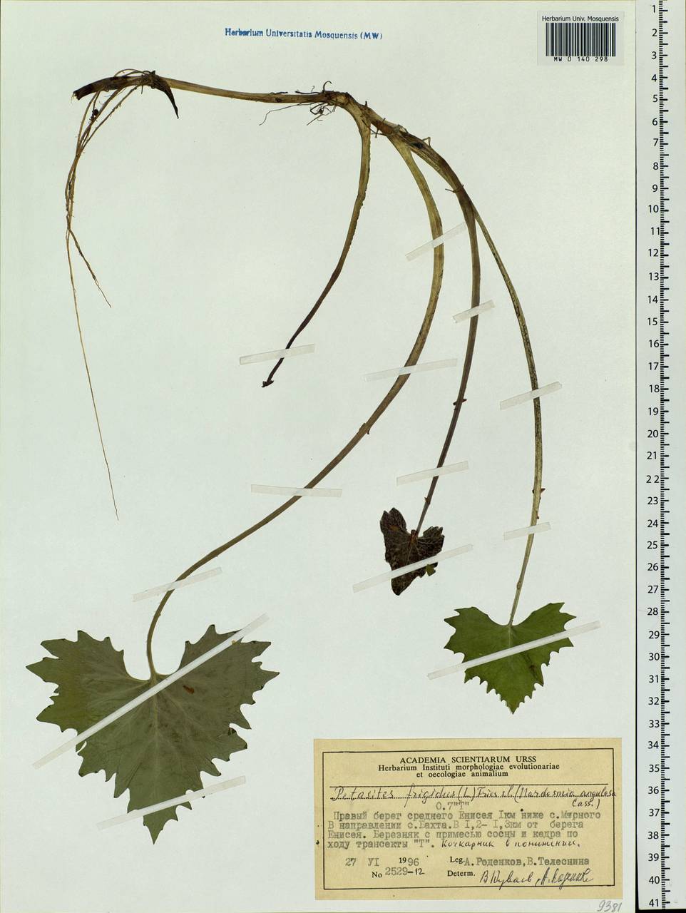 Petasites frigidus (L.) Fr., Siberia, Central Siberia (S3) (Russia)