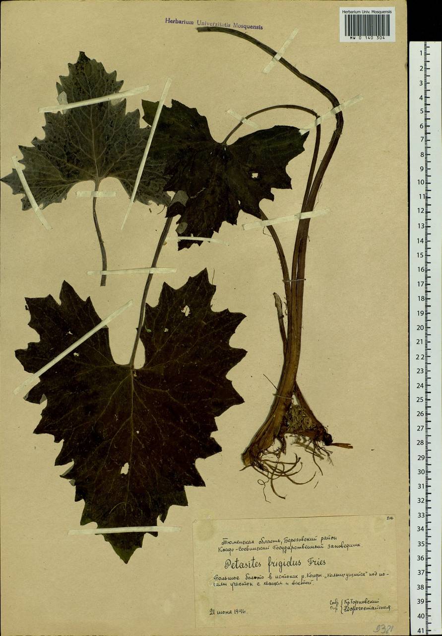 Petasites frigidus (L.) Fr., Siberia, Western Siberia (S1) (Russia)