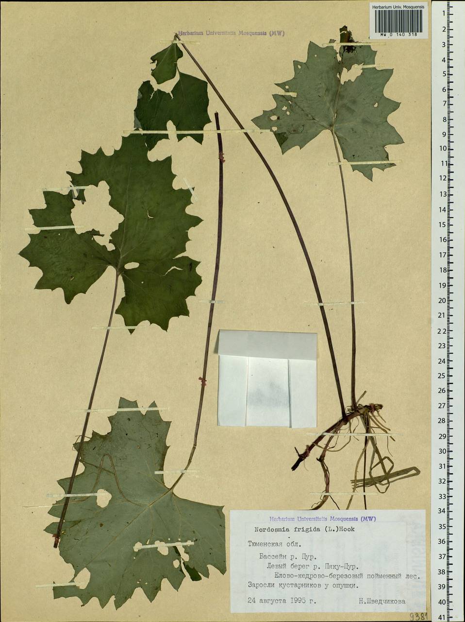 Petasites frigidus (L.) Fr., Siberia, Western Siberia (S1) (Russia)