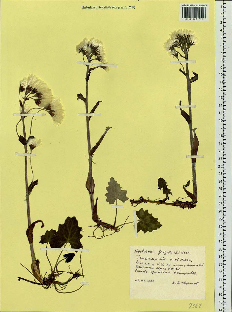 Petasites frigidus (L.) Fr., Siberia, Western Siberia (S1) (Russia)