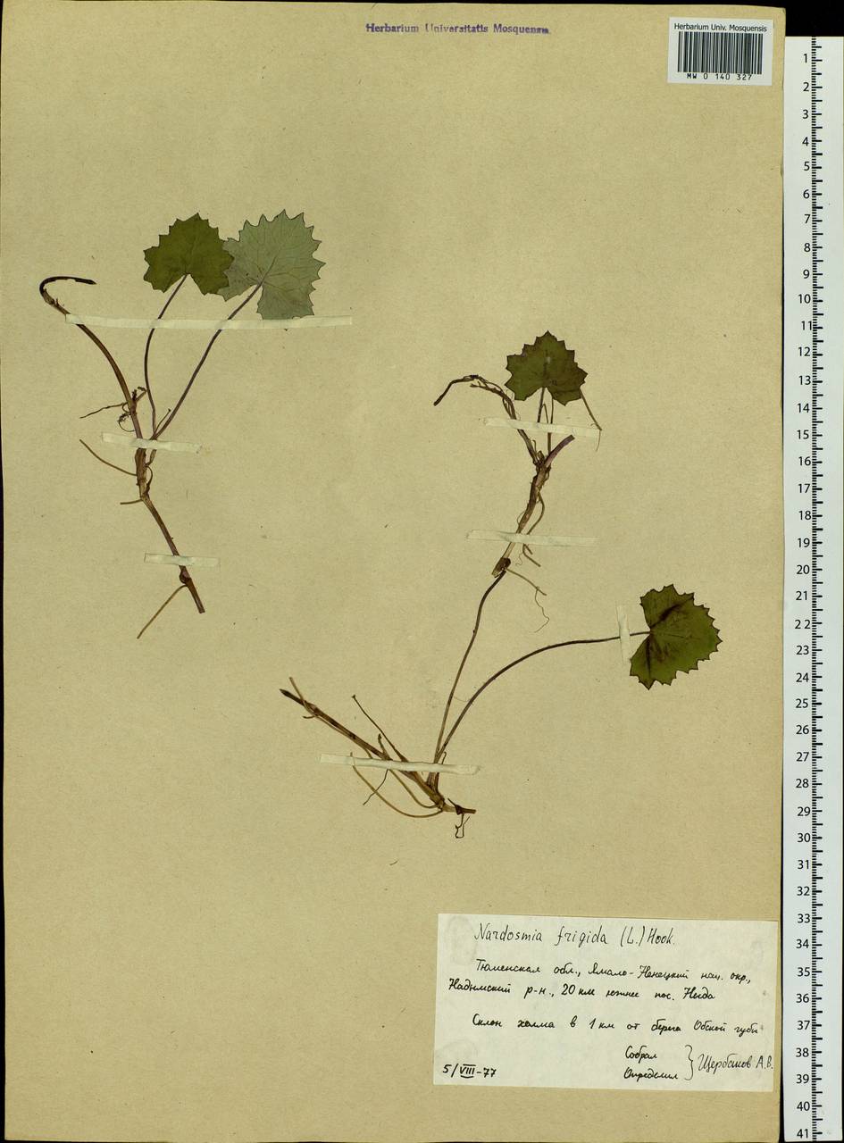 Petasites frigidus (L.) Fr., Siberia, Western Siberia (S1) (Russia)