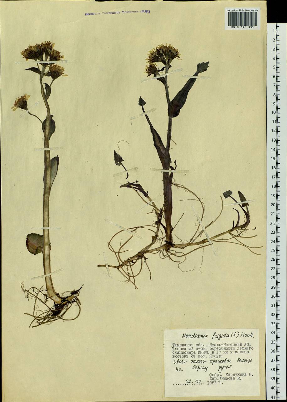 Petasites frigidus (L.) Fr., Siberia, Western Siberia (S1) (Russia)