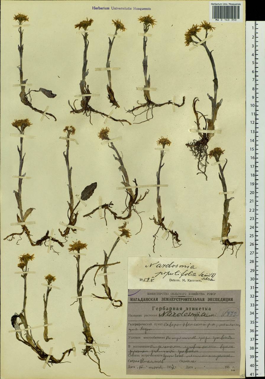Endocellion sibiricum (J. F. Gmel.) J. Toman, Siberia, Chukotka & Kamchatka (S7) (Russia)