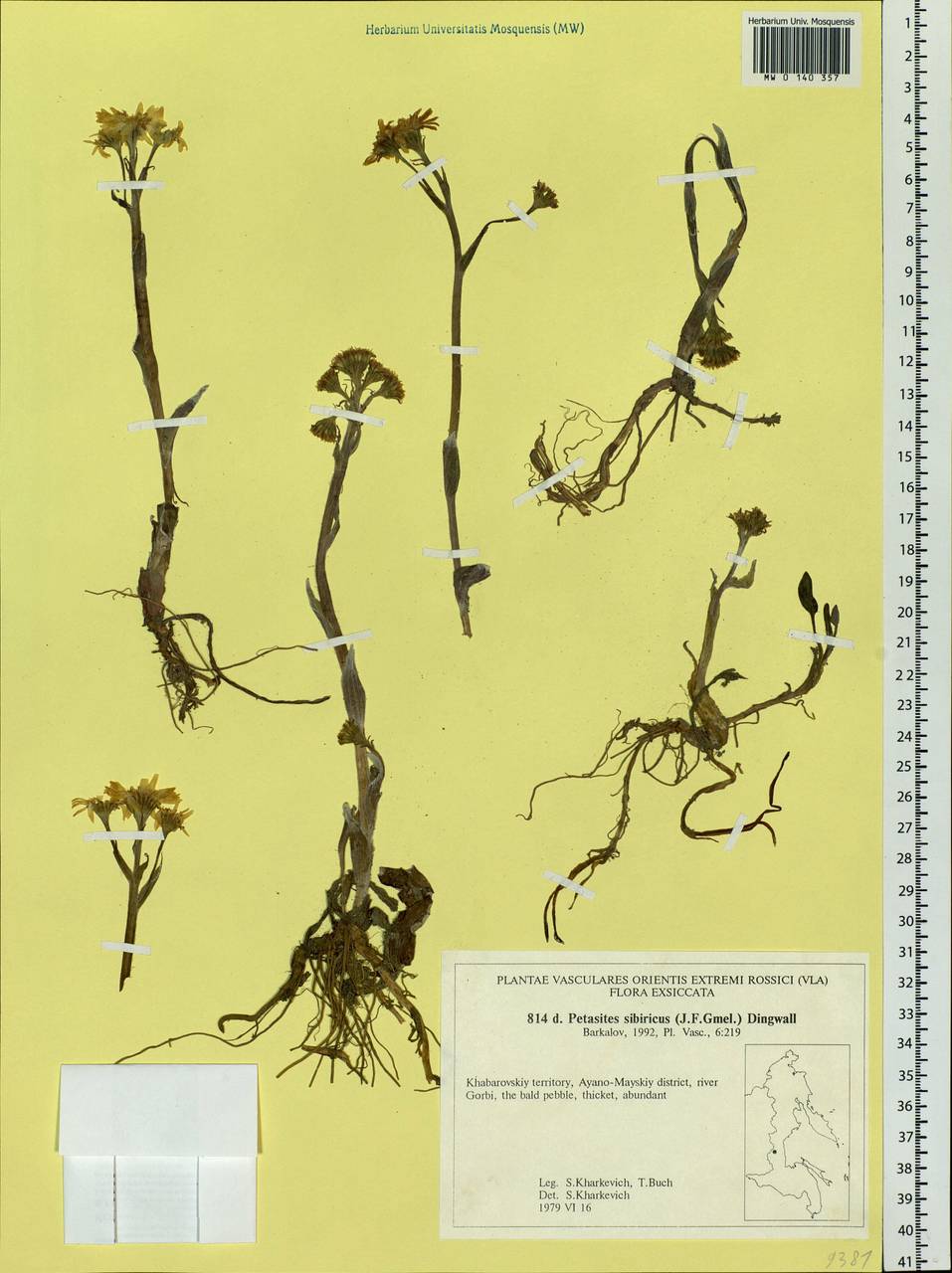 Endocellion sibiricum (J. F. Gmel.) J. Toman, Siberia, Russian Far East (S6) (Russia)