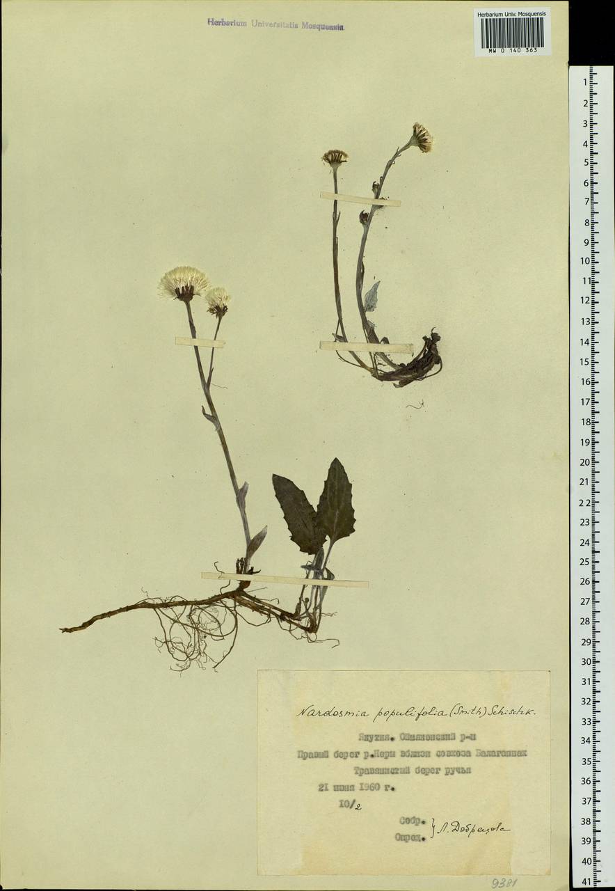 Endocellion sibiricum (J. F. Gmel.) J. Toman, Siberia, Yakutia (S5) (Russia)