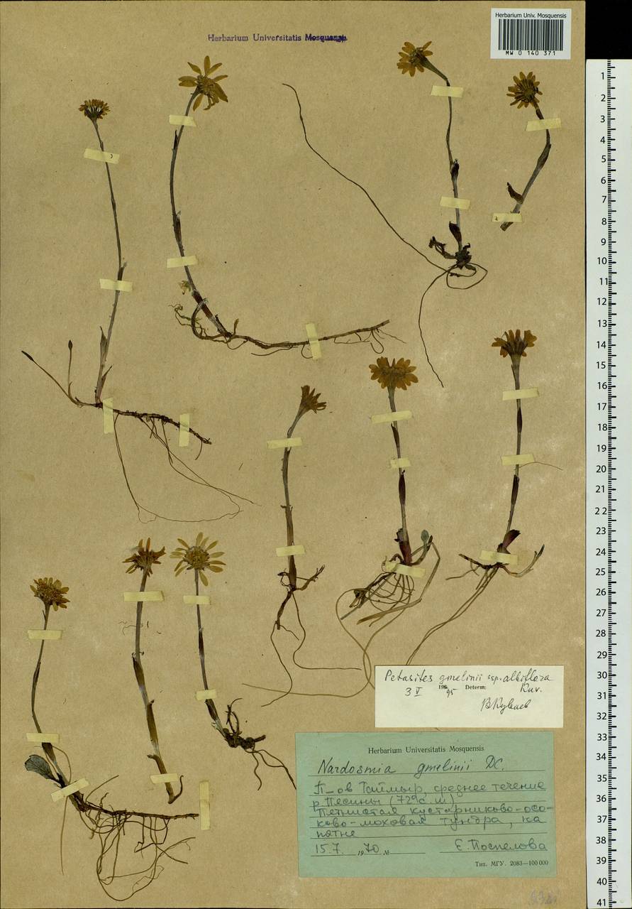 Endocellion sibiricum (J. F. Gmel.) J. Toman, Siberia, Central Siberia (S3) (Russia)