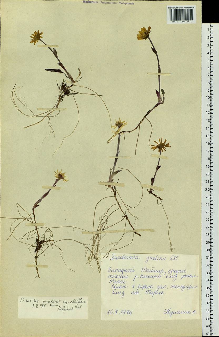 Endocellion sibiricum (J. F. Gmel.) J. Toman, Siberia, Central Siberia (S3) (Russia)