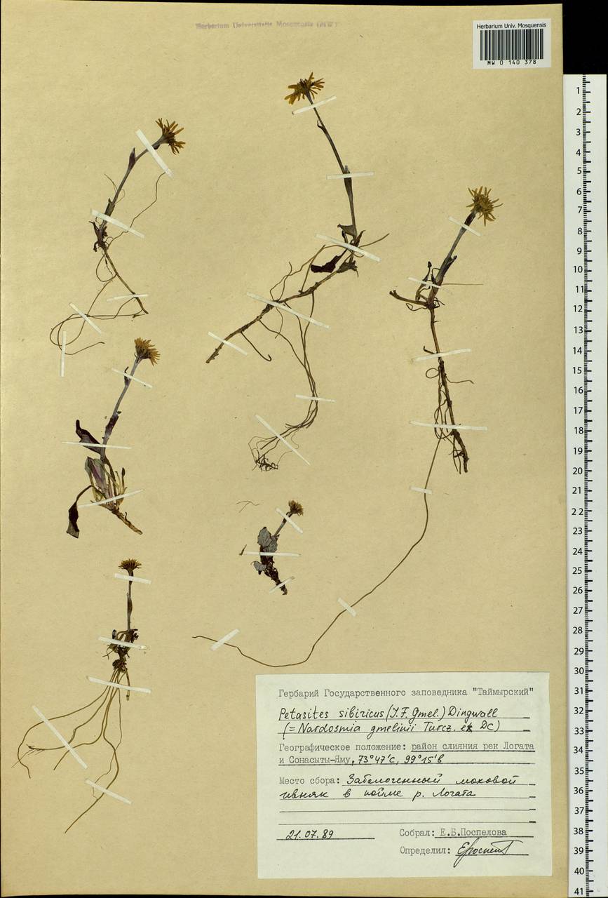 Endocellion sibiricum (J. F. Gmel.) J. Toman, Siberia, Central Siberia (S3) (Russia)