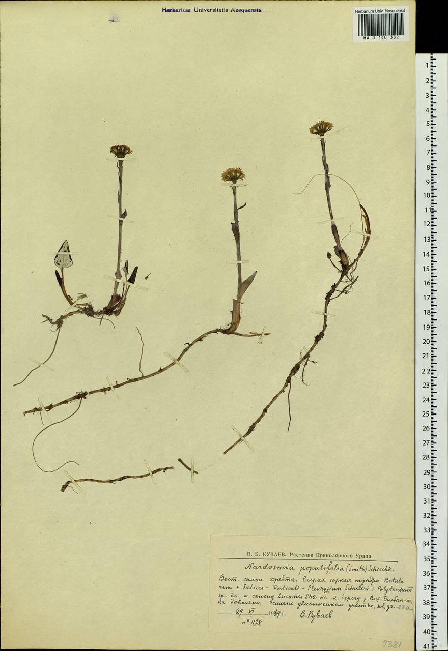 Endocellion sibiricum (J. F. Gmel.) J. Toman, Siberia, Western Siberia (S1) (Russia)