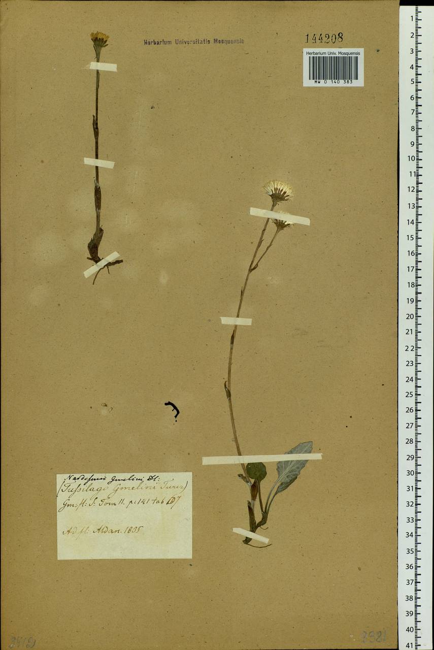 Endocellion sibiricum (J. F. Gmel.) J. Toman, Siberia (no precise locality) (S0) (Russia)