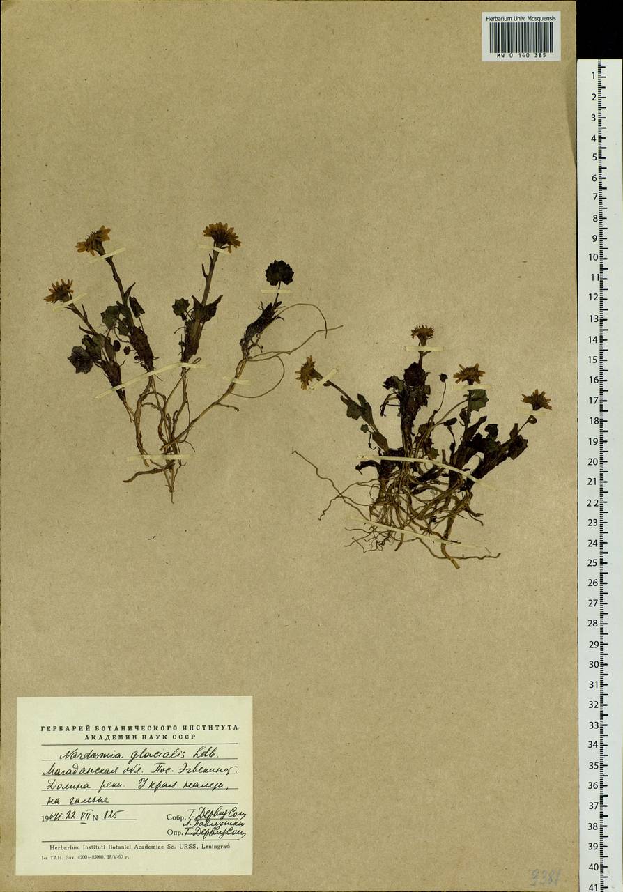 Endocellion glaciale (Ledeb.) Kuprian., Siberia, Chukotka & Kamchatka (S7) (Russia)