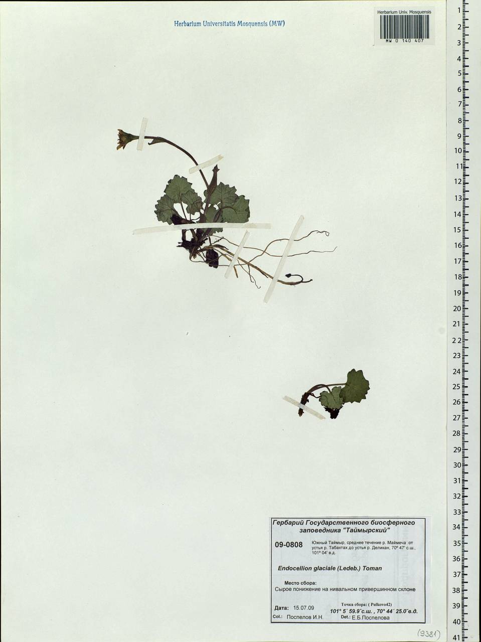 Endocellion glaciale (Ledeb.) Kuprian., Siberia, Central Siberia (S3) (Russia)