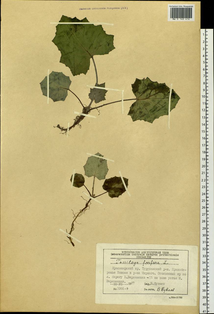 Tussilago farfara L., Siberia, Central Siberia (S3) (Russia)