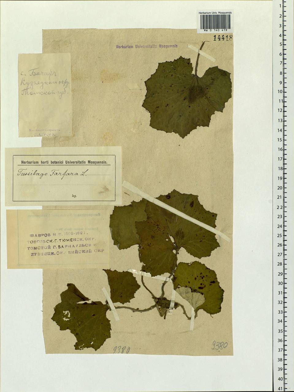 Tussilago farfara L., Siberia, Altai & Sayany Mountains (S2) (Russia)