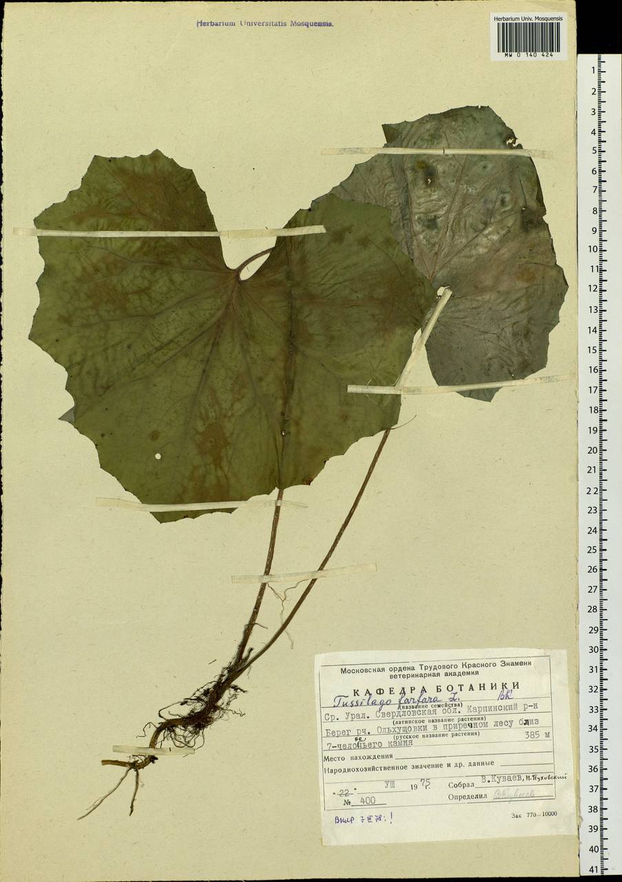 Tussilago farfara L., Eastern Europe, Eastern region (E10) (Russia)