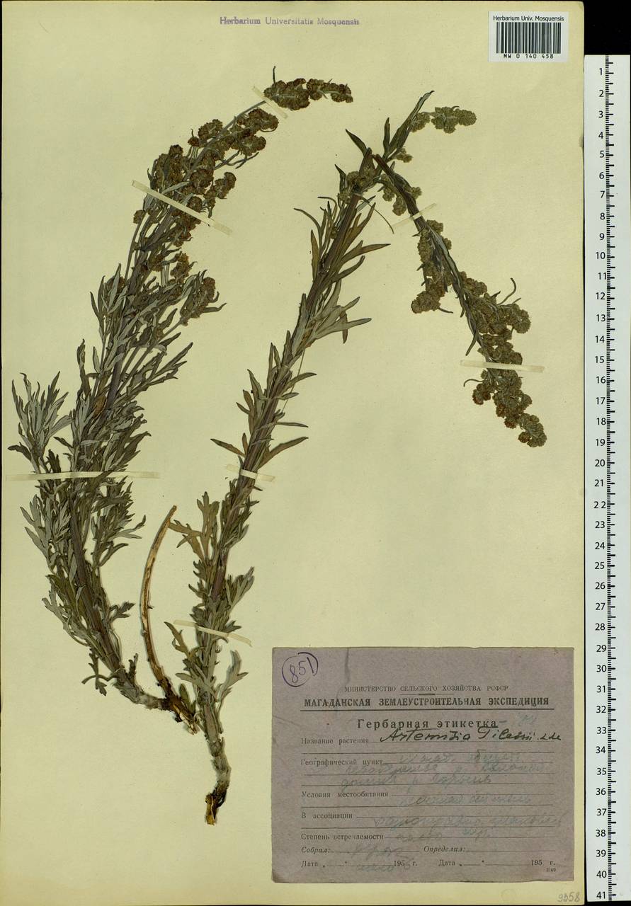 Artemisia vulgaris L., Siberia, Chukotka & Kamchatka (S7) (Russia)
