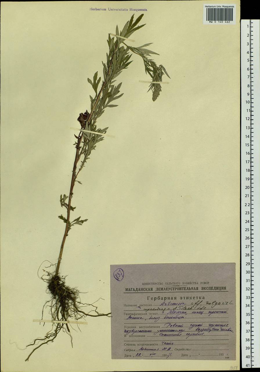 Artemisia vulgaris L., Siberia, Chukotka & Kamchatka (S7) (Russia)