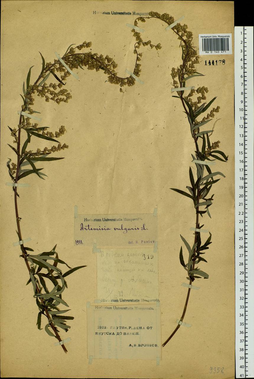 Artemisia vulgaris L., Siberia, Yakutia (S5) (Russia)