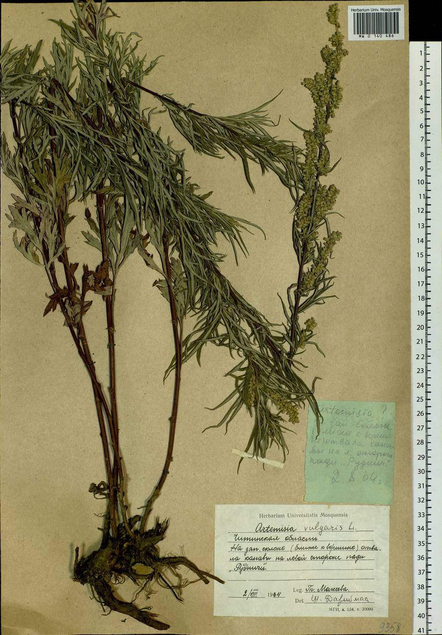 Artemisia vulgaris L., Siberia, Baikal & Transbaikal region (S4) (Russia)