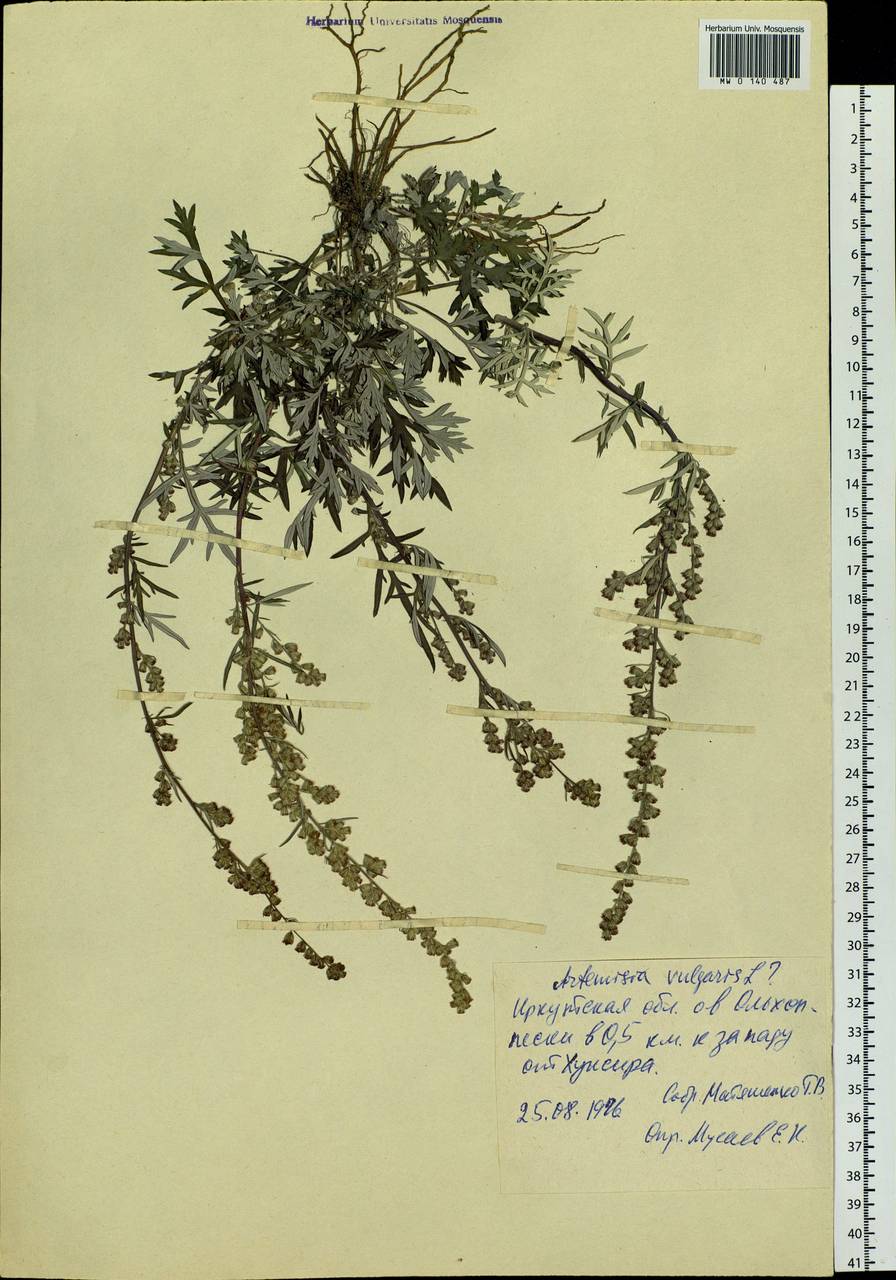 Artemisia vulgaris L., Siberia, Baikal & Transbaikal region (S4) (Russia)