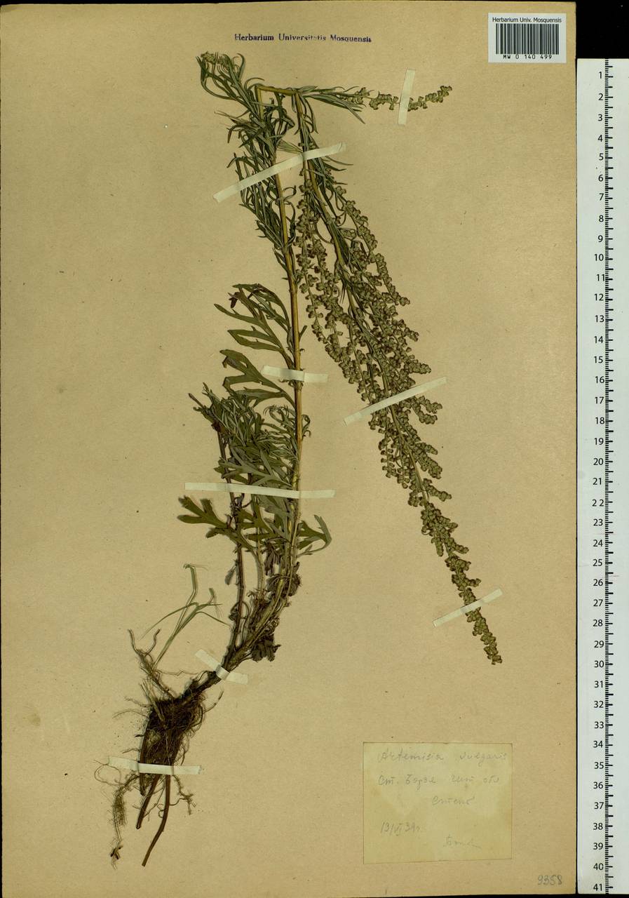 Artemisia vulgaris L., Siberia, Baikal & Transbaikal region (S4) (Russia)