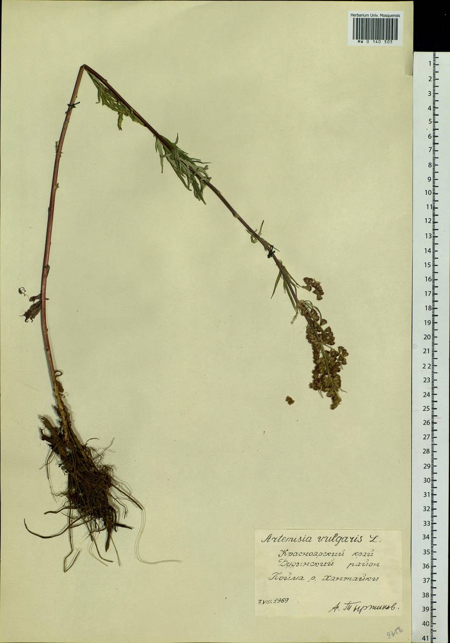 Artemisia vulgaris L., Siberia, Central Siberia (S3) (Russia)