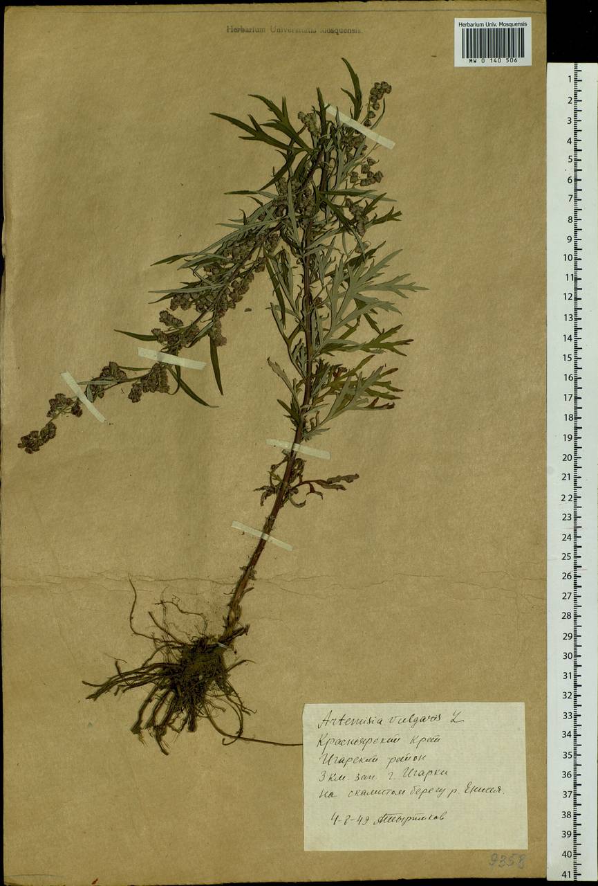 Artemisia vulgaris L., Siberia, Central Siberia (S3) (Russia)