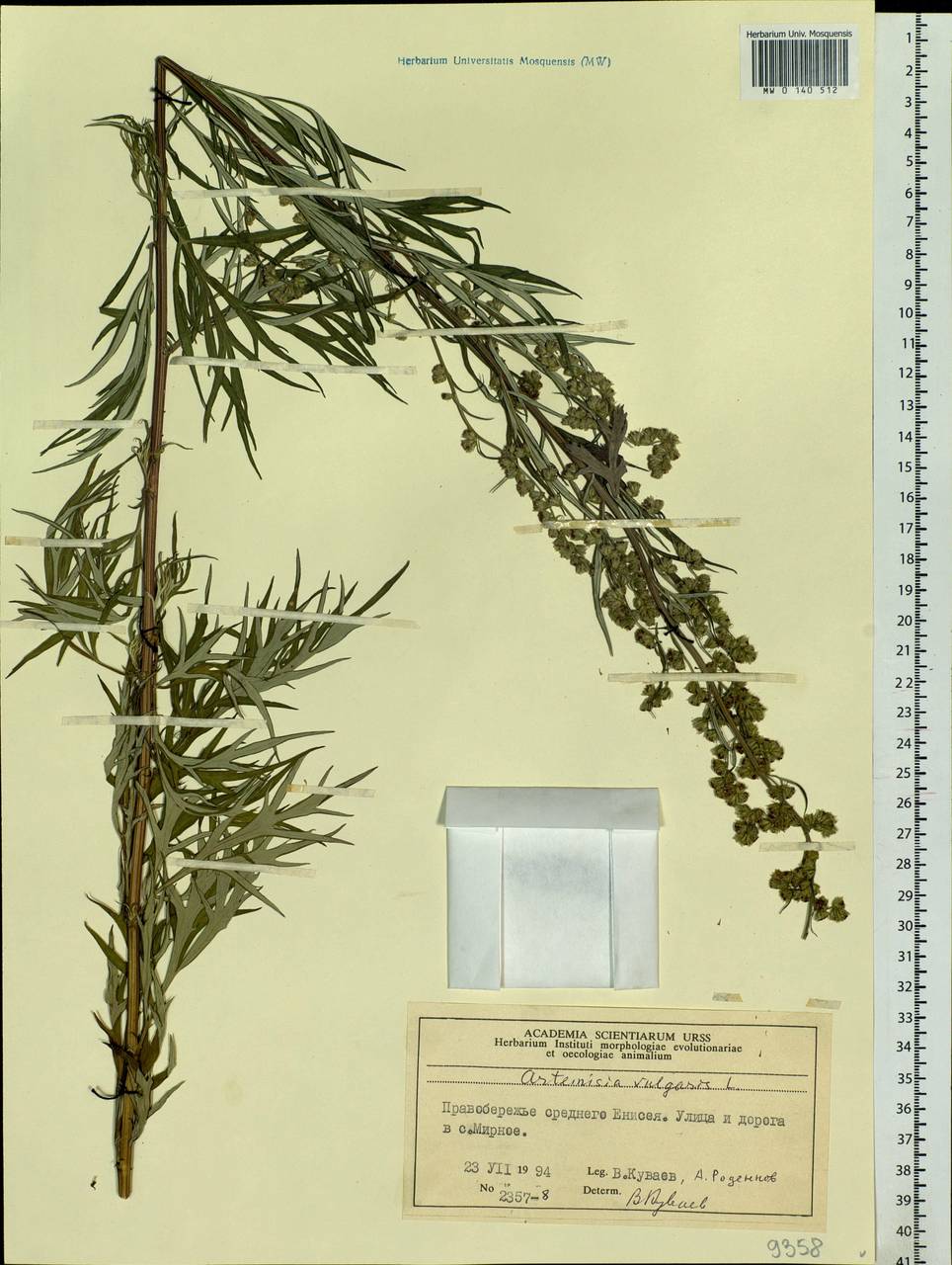 Artemisia vulgaris L., Siberia, Central Siberia (S3) (Russia)