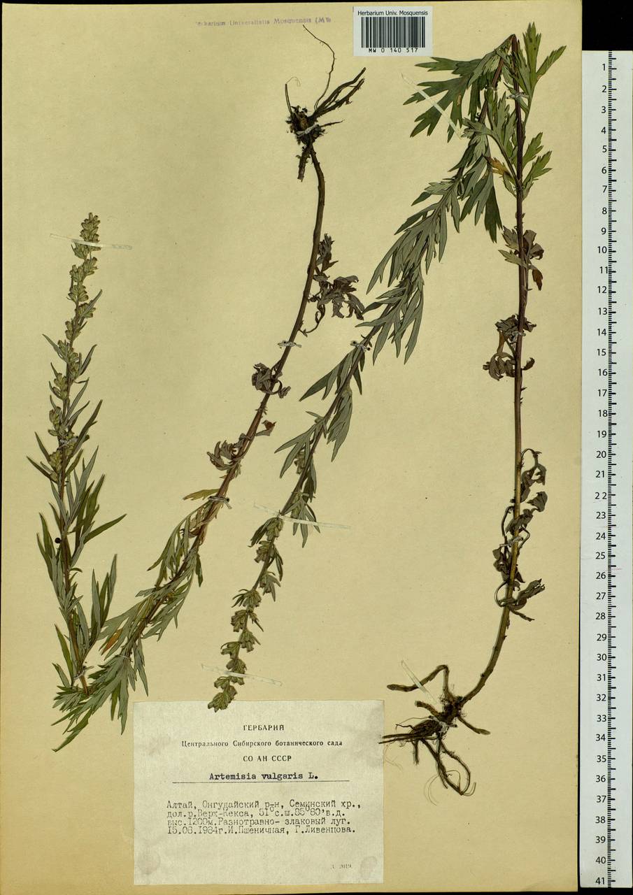 Artemisia vulgaris Россия