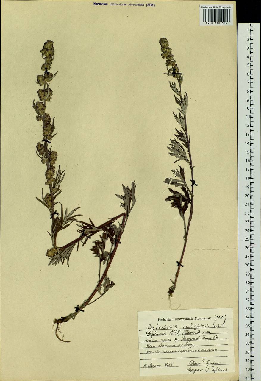 Artemisia vulgaris L., Siberia, Altai & Sayany Mountains (S2) (Russia)