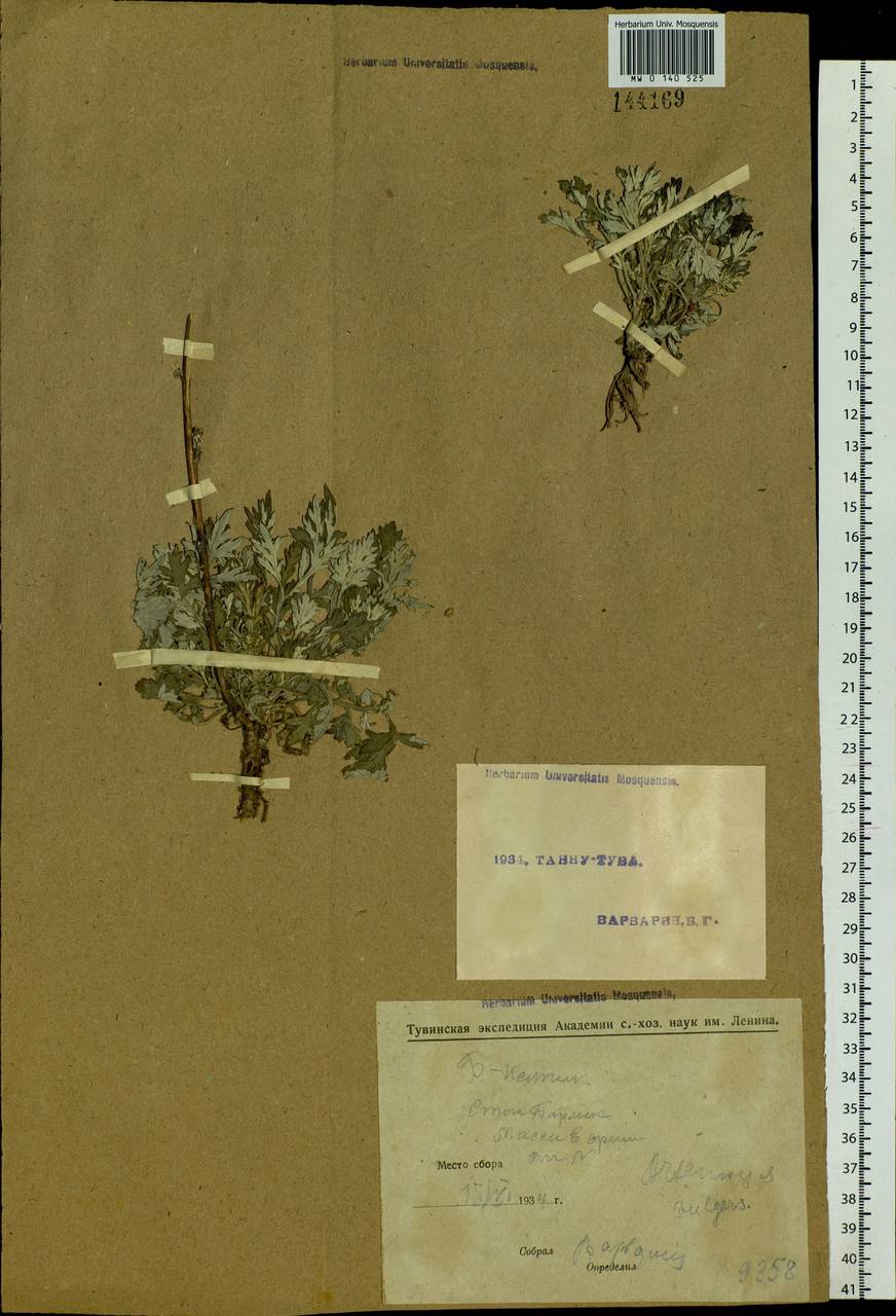 Artemisia vulgaris L., Siberia, Altai & Sayany Mountains (S2) (Russia)