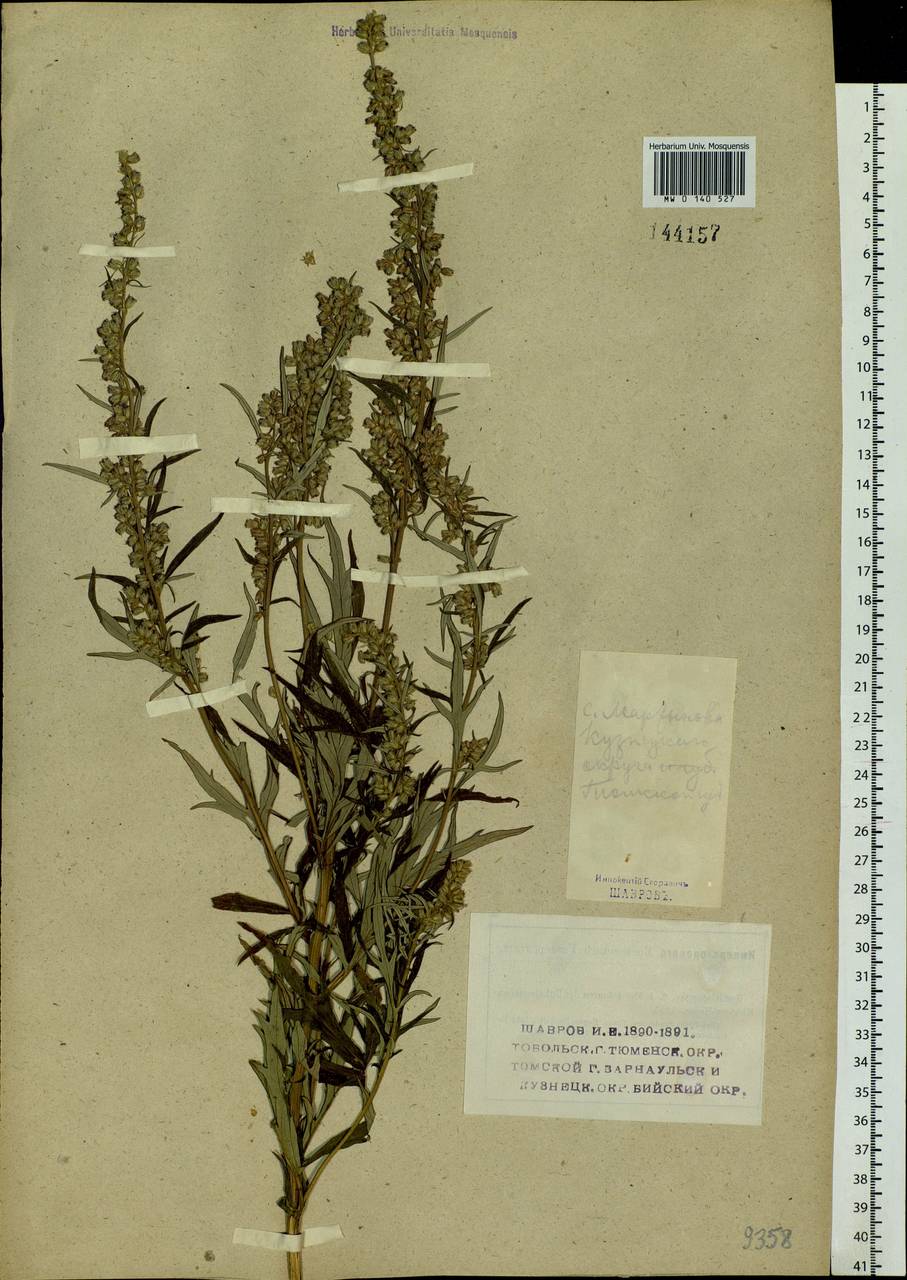 Artemisia vulgaris L., Siberia, Altai & Sayany Mountains (S2) (Russia)