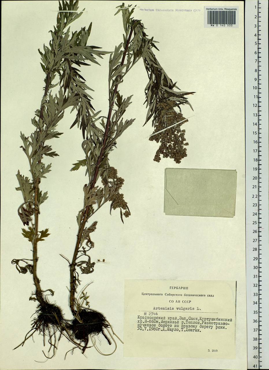 Artemisia vulgaris L., Siberia, Altai & Sayany Mountains (S2) (Russia)