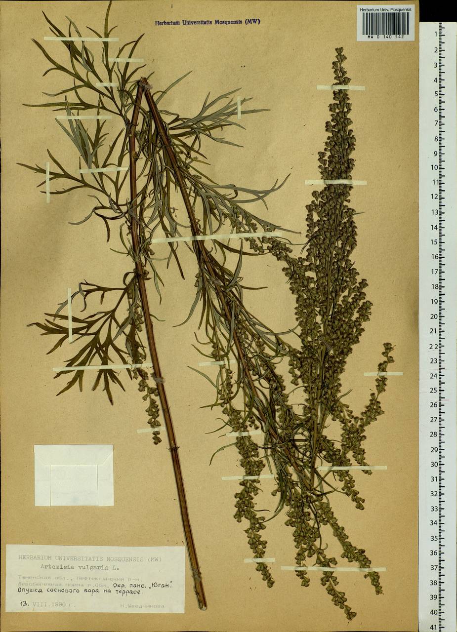 Artemisia vulgaris L., Siberia, Western Siberia (S1) (Russia)
