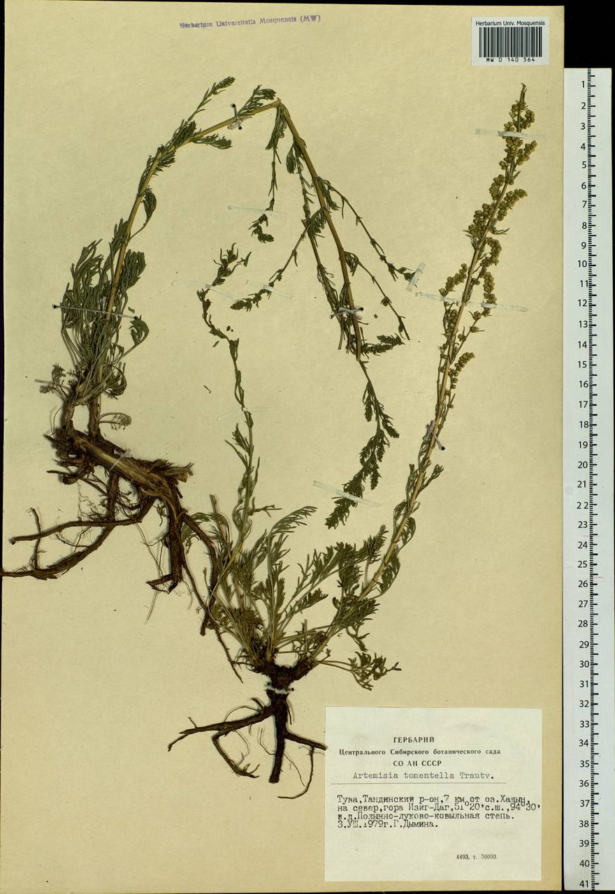Artemisia tomentella Trautv., Siberia, Altai & Sayany Mountains (S2) (Russia)