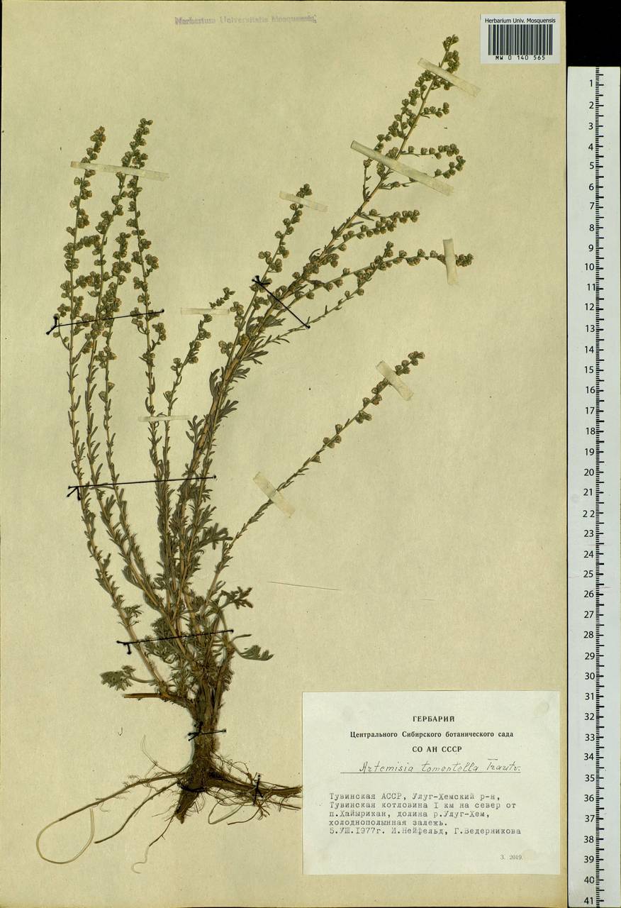 Artemisia tomentella Trautv., Siberia, Altai & Sayany Mountains (S2) (Russia)