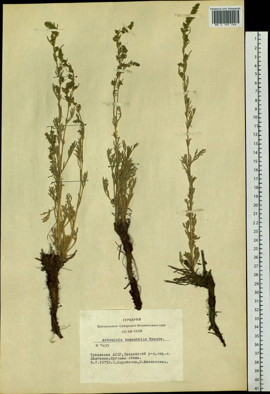 Artemisia tomentella Trautv., Siberia, Altai & Sayany Mountains (S2) (Russia)