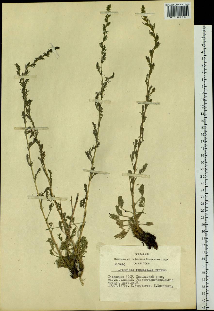 Artemisia tomentella Trautv., Siberia, Altai & Sayany Mountains (S2) (Russia)